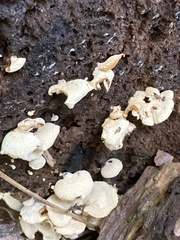 Panellus
