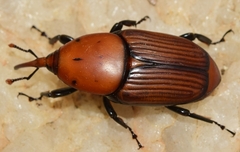 Rhynchophorus ferrugineus