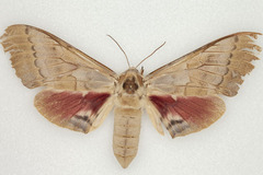 Pachysphinx occidentalis