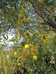 Acacia retinodes
