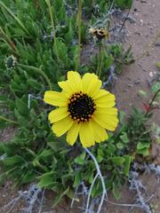Encelia canescens