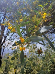 Acacia retinodes