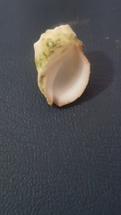 Acanthais triangularis