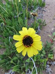 Encelia canescens