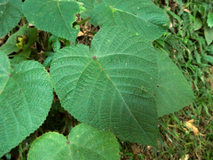 Dendrocnide cordifolia