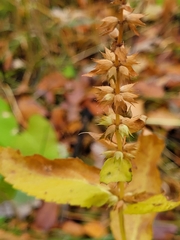 Stachys palustris