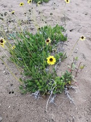 Encelia canescens