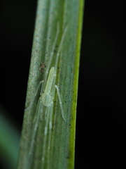 Ischalea spinipes