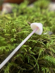 Hemimycena