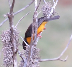 Ploceus bicolor