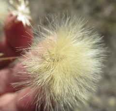 Heterotheca canescens