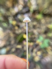 Hemimycena