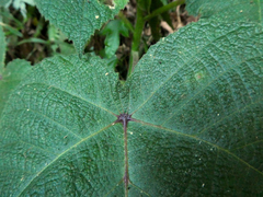 Dendrocnide cordifolia