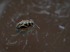 Geocoris grylloides