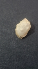 Acanthais triangularis