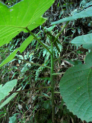 Dendrocnide cordifolia