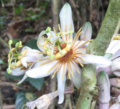 Passiflora cauliflora
