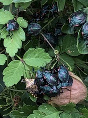 Alcaeorrhynchus