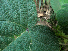 Dendrocnide cordifolia