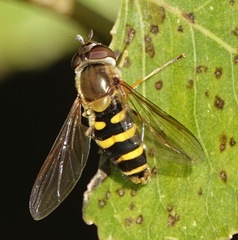 Syrphus