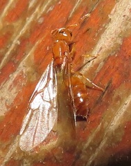 Crematogaster delagoensis