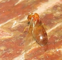 Crematogaster delagoensis