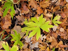 Anemonastrum canadense