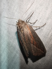 Compsoptera opacaria