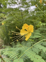 Caesalpinia pulcherrima flava