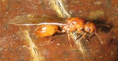 Crematogaster delagoensis