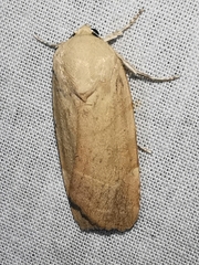 Noctua tirrenica