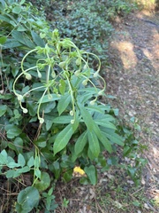 Clerodendrum indicum