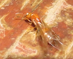 Crematogaster delagoensis