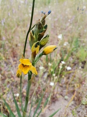 Chloraea gavilu
