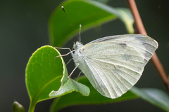 Pieris brassicae azorensis