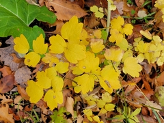 Thalictrum venulosum