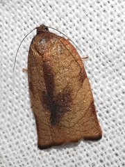 Cacoecimorpha pronubana