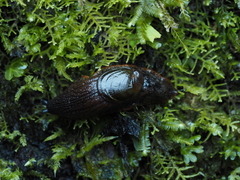 Schizoglossa