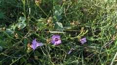 Ipomoea triloba