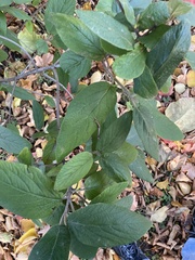 Pachypsylla celtidisvesicula