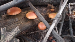 Gymnopilus
