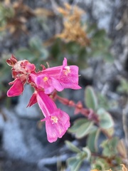 Penstemon newberryi