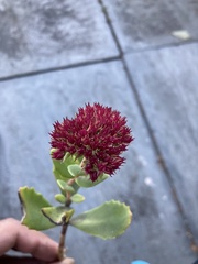 Rhodiola rosea