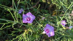 Ipomoea triloba
