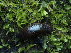 Schizoglossa