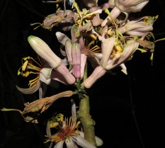 Passiflora cauliflora