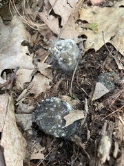 Phycomyces