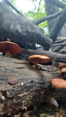 Gymnopilus