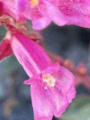 Penstemon newberryi