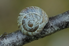 Cernuella cisalpina